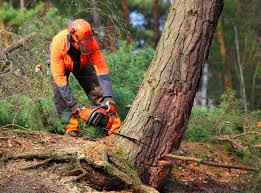 How Our Tree Care Process Works  in Lake Mack Forest Hills, FL